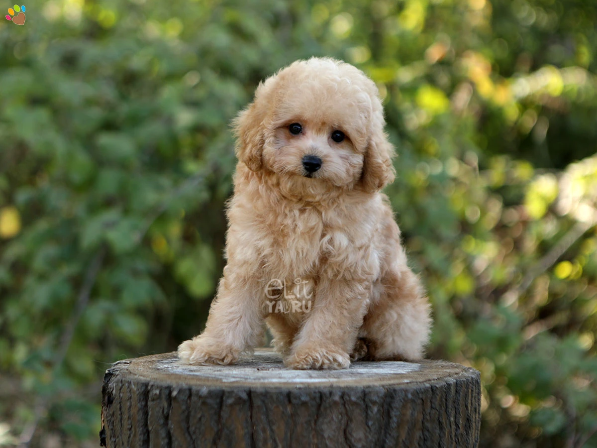 Maltipoo Oskar
