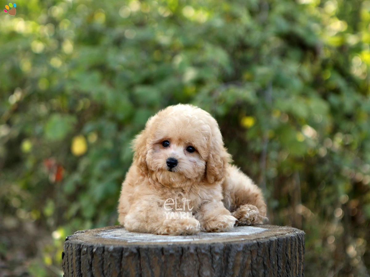Maltipoo Oskar 1