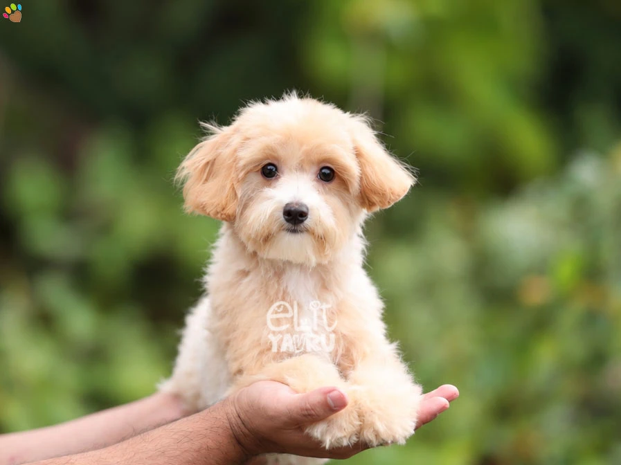 Maltipoo Pablo 2