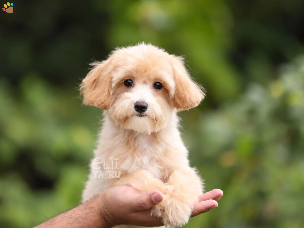 Maltipoo Pablo 3