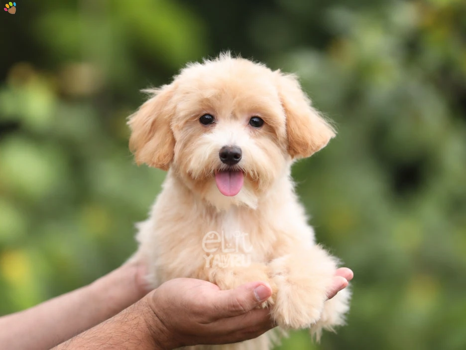 Maltipoo Pablo