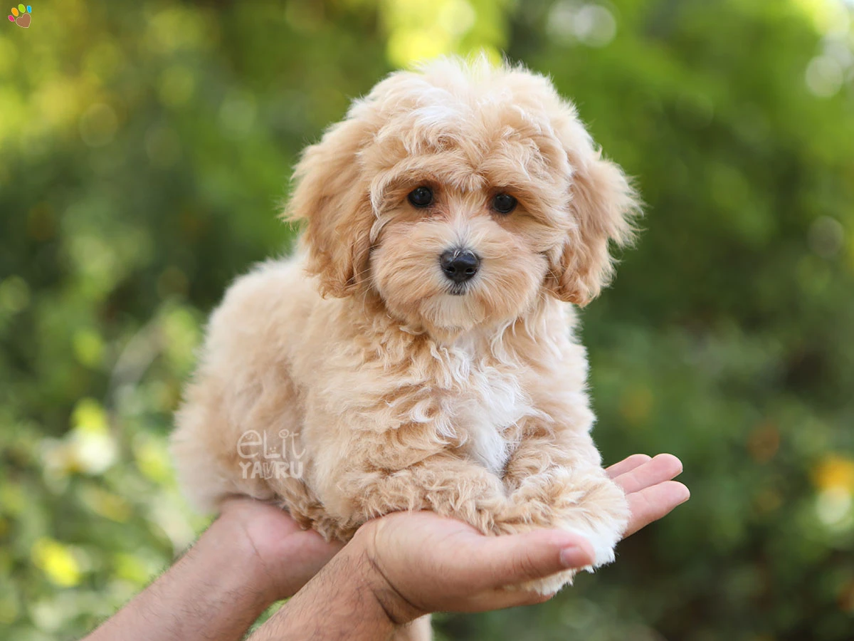 Maltipoo Venüs