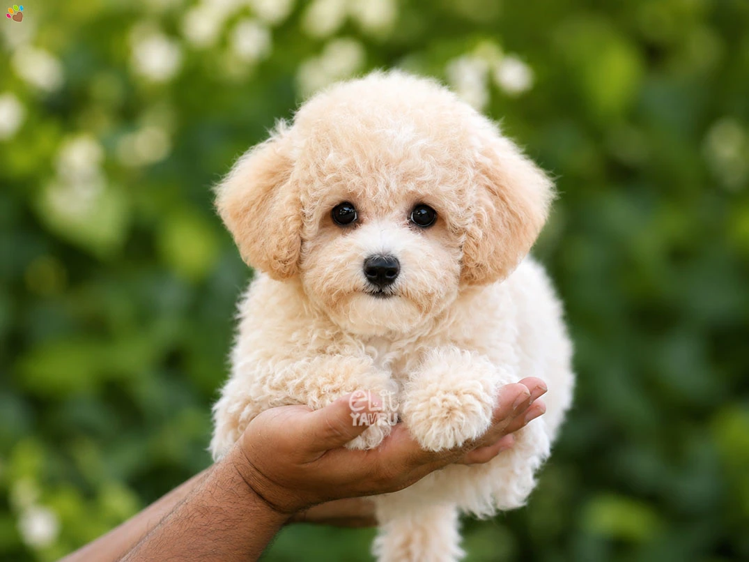 Maltipoo Willow