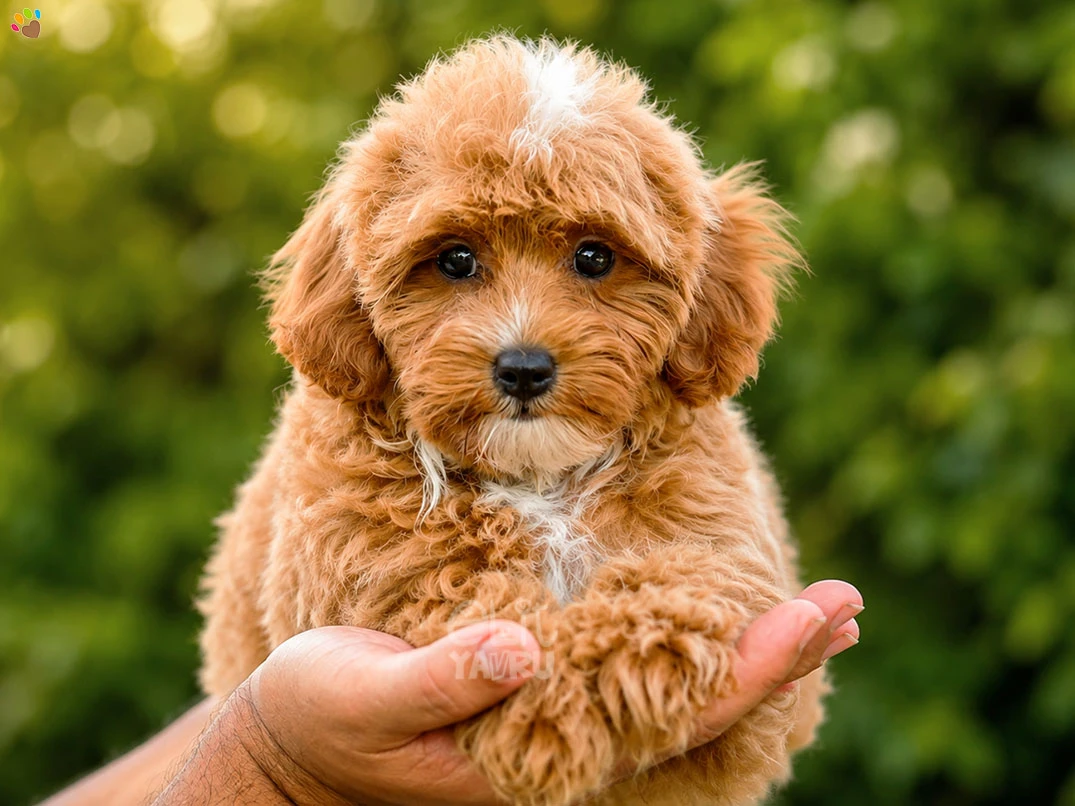 Maltipoo Winnie
