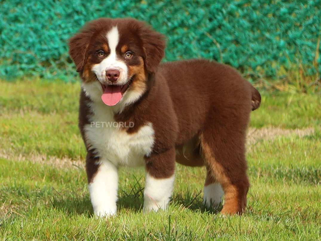 Miniature American Shepherd Felix