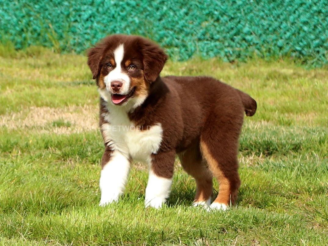 Miniature American Shepherd Felix 4