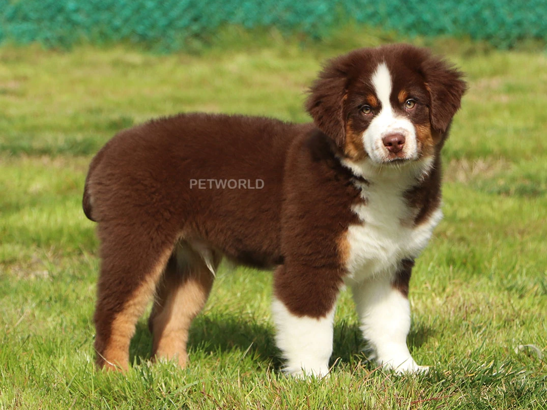 Miniature American Shepherd Felix 1