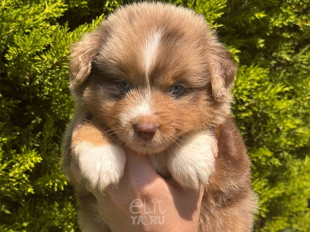 Miniature American Shepherd Ares