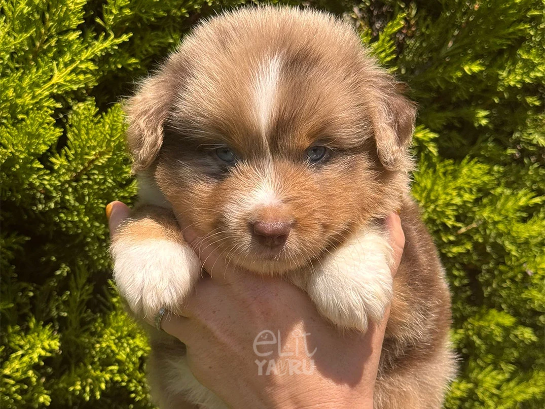 Miniature American Shepherd Ares 2
