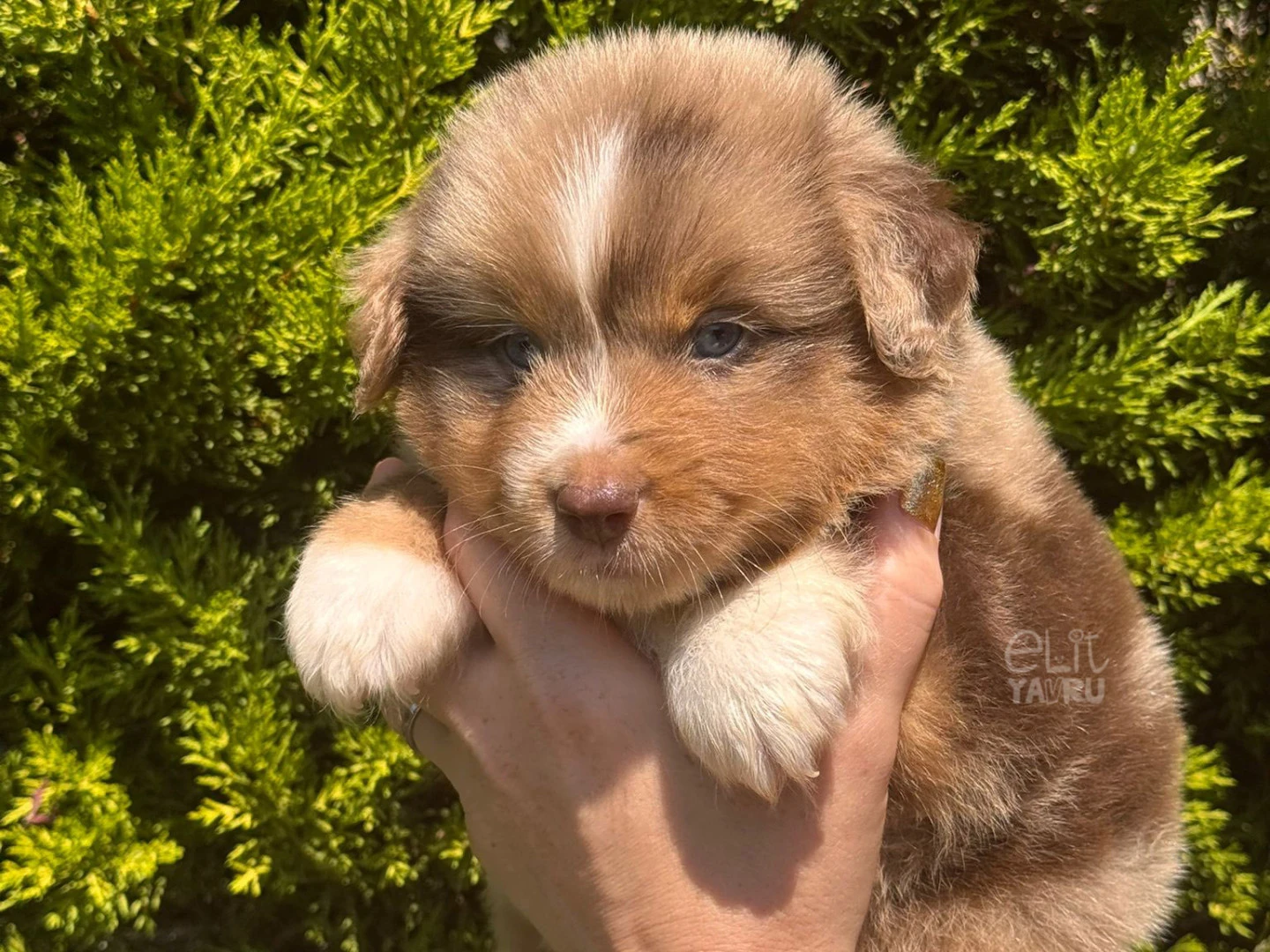 Miniature American Shepherd Ares 1