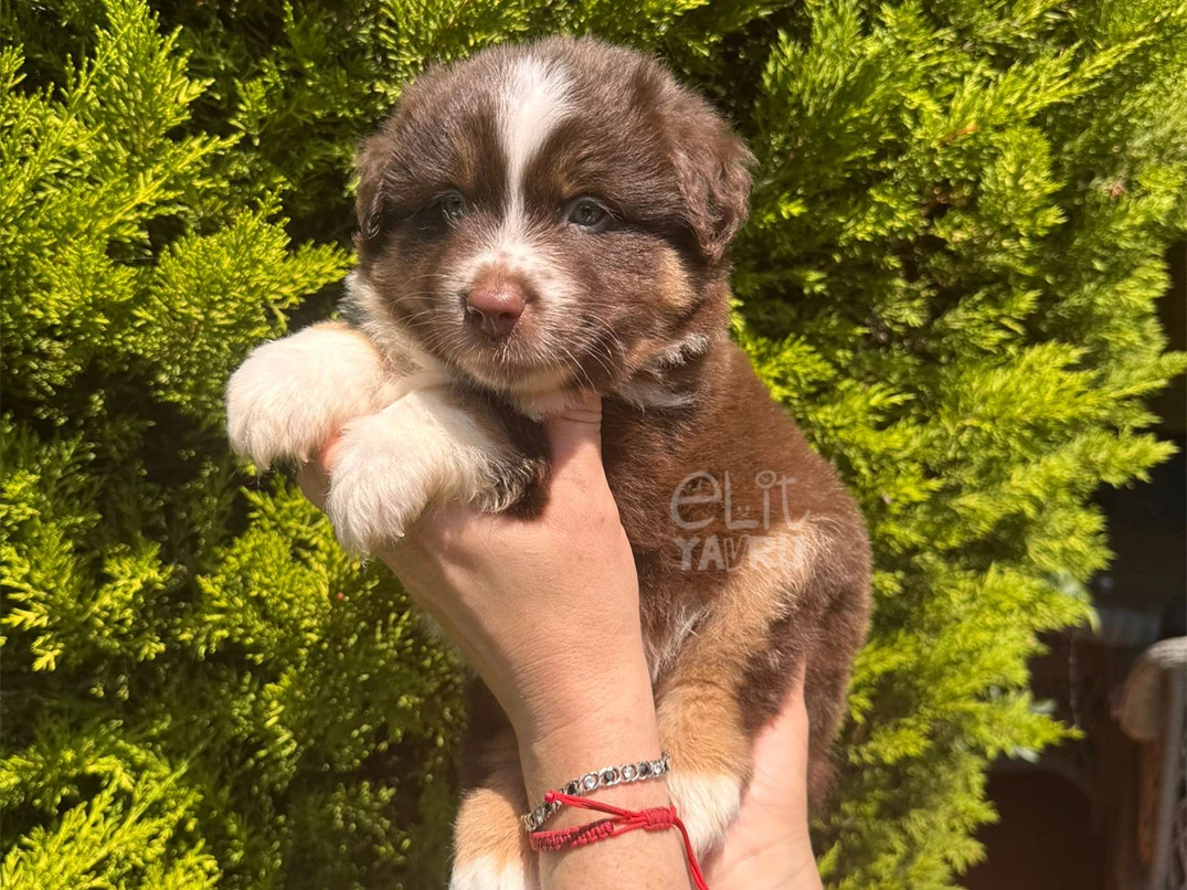 Miniature American Shepherd Arlo