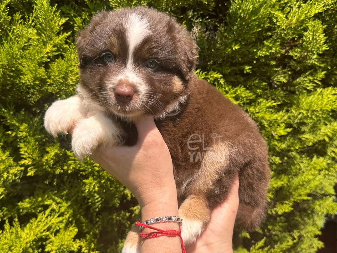 Miniature American Shepherd Arlo 1