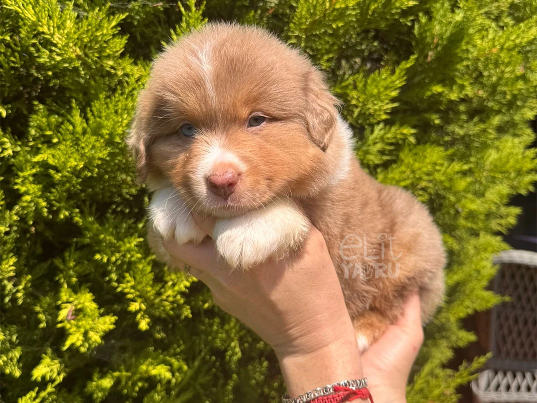 Miniature American Shepherd Astro 2