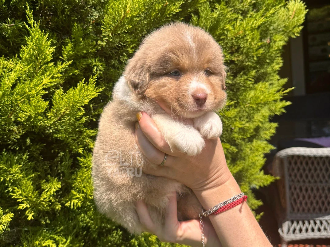 Miniature American Shepherd Astro