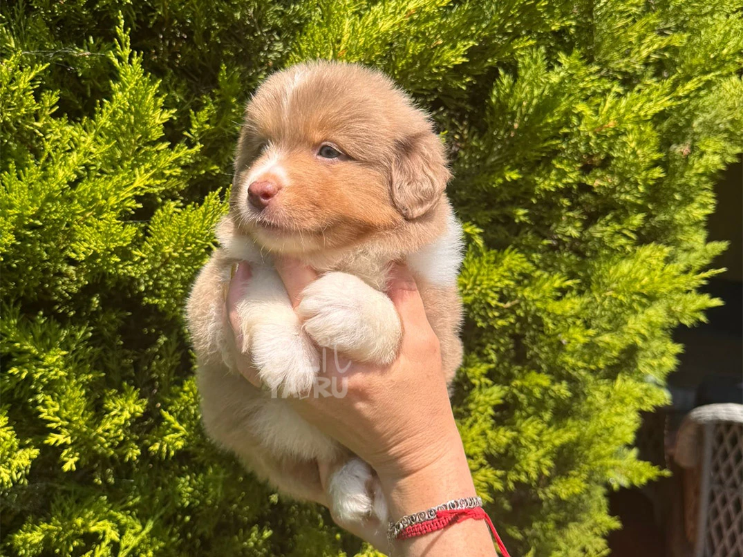 Miniature American Shepherd Astro 1