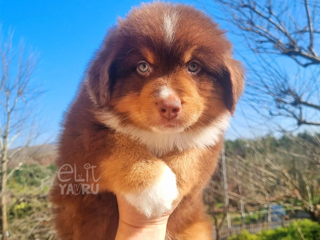 Miniature American Shepherd Diesel 2