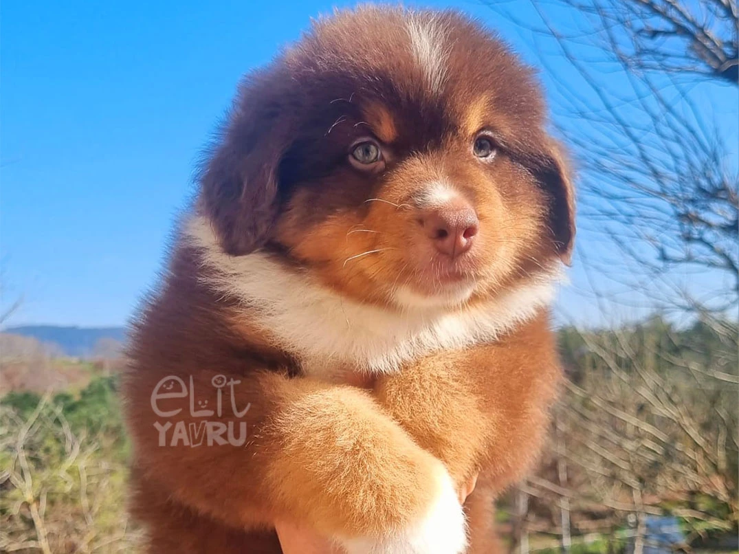 Miniature American Shepherd Diesel 1