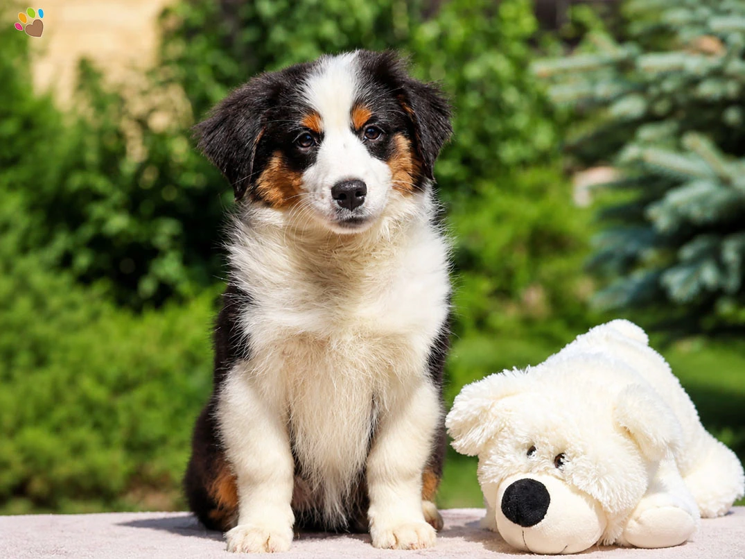 Miniature American Shepherd Ellie 2