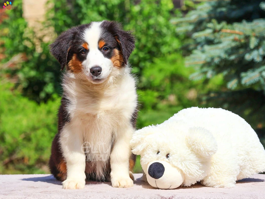 Miniature American Shepherd Ellie