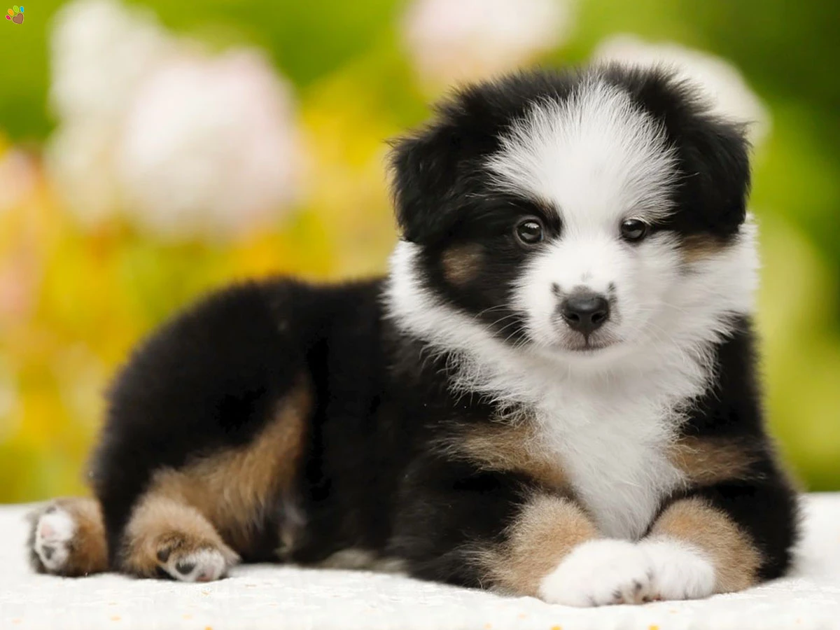 Miniature American Shepherd Gerry 3