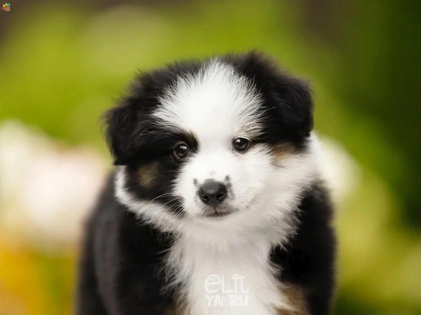 Miniature American Shepherd Gerry 4