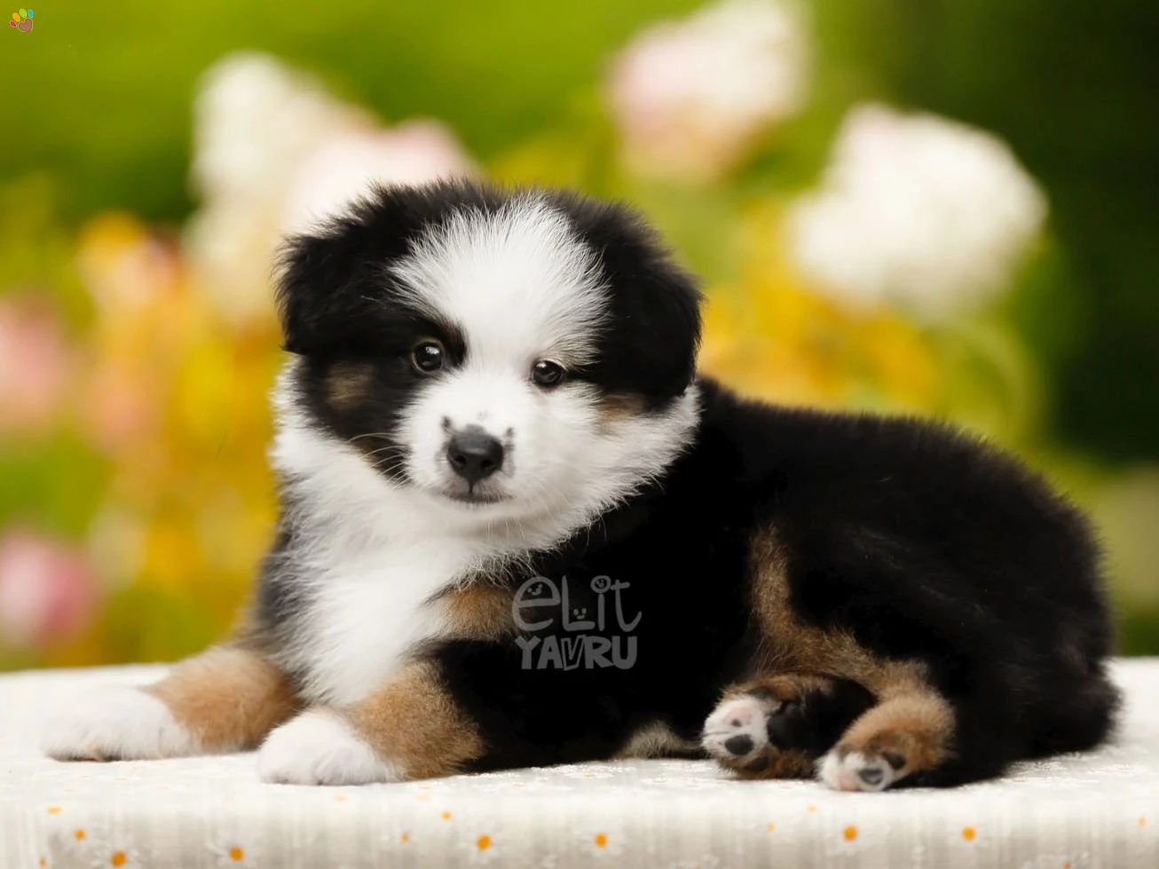 Miniature American Shepherd Gerry 2