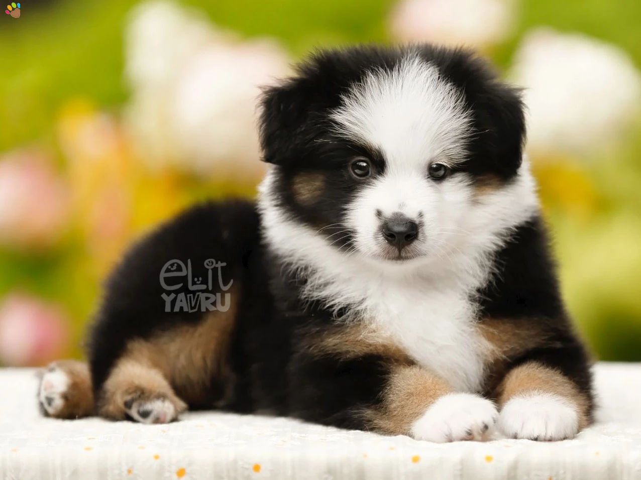 Miniature American Shepherd Gerry