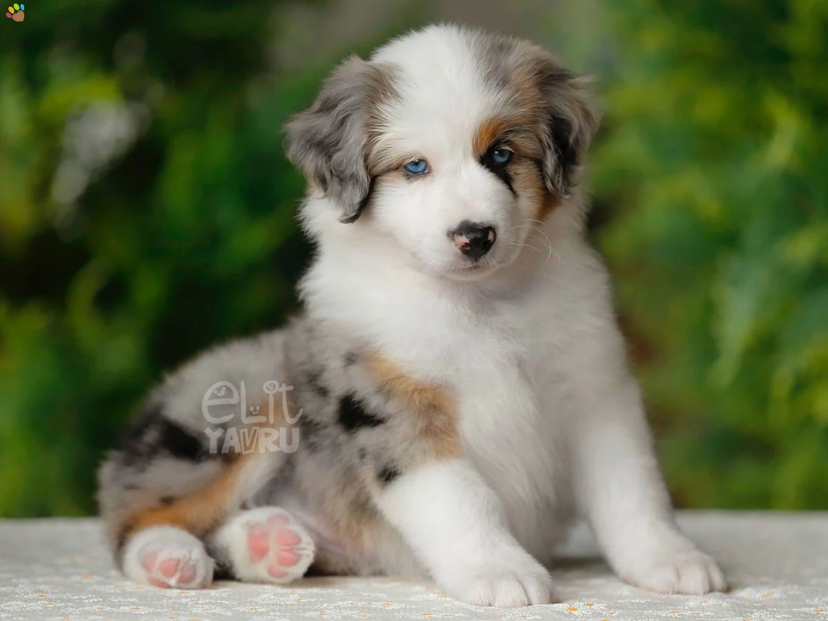 Miniature American Shepherd Ghos