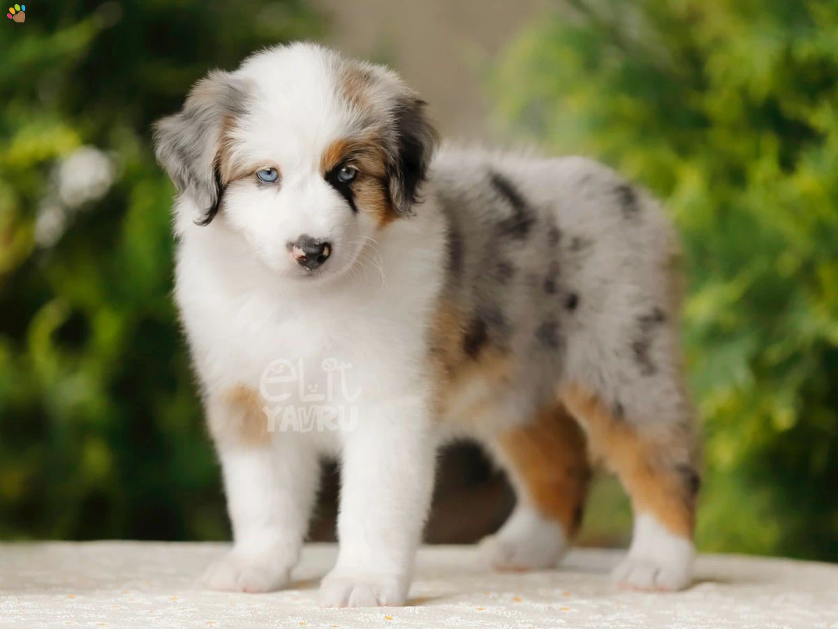 Miniature American Shepherd Ghos 2