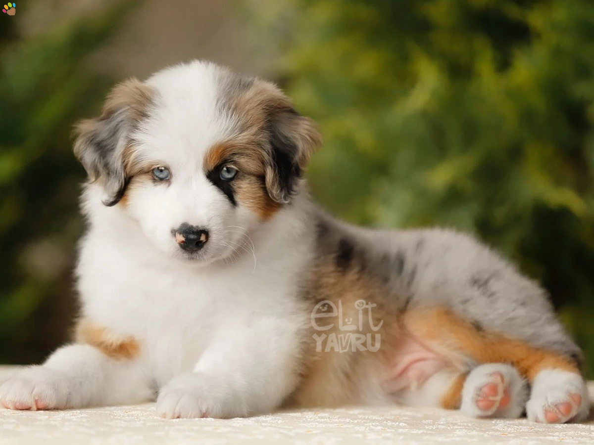 Miniature American Shepherd Ghos 3