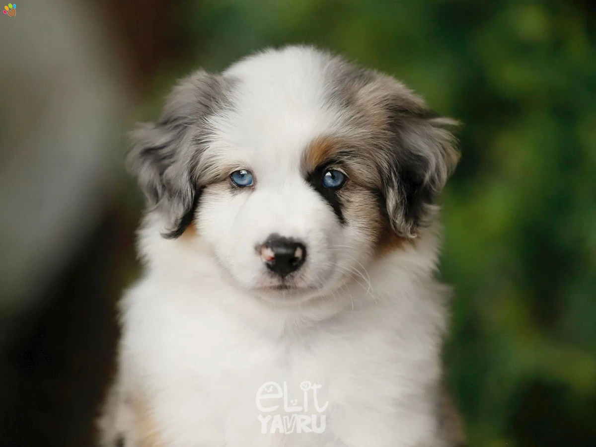 Miniature American Shepherd Ghos 1