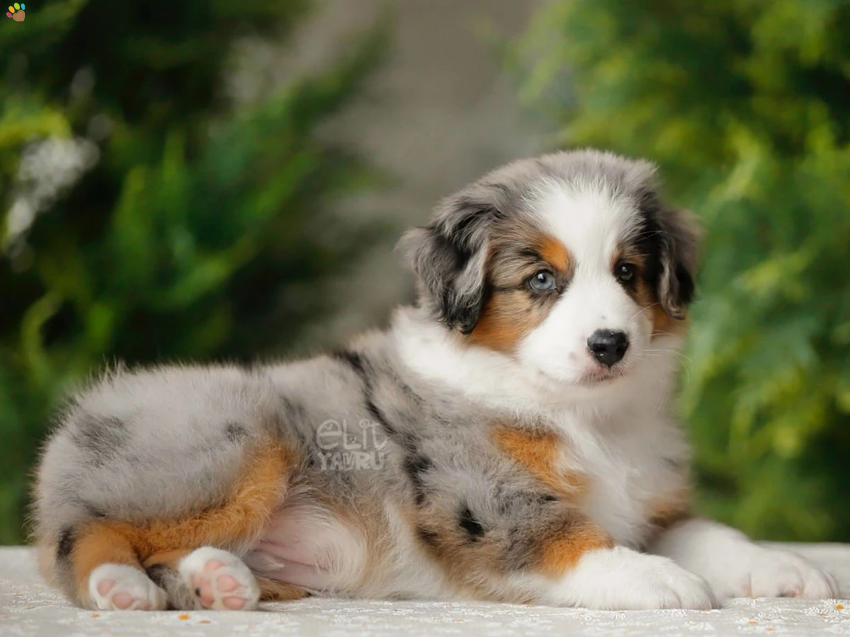 Miniature American Shepherd Ginger 3