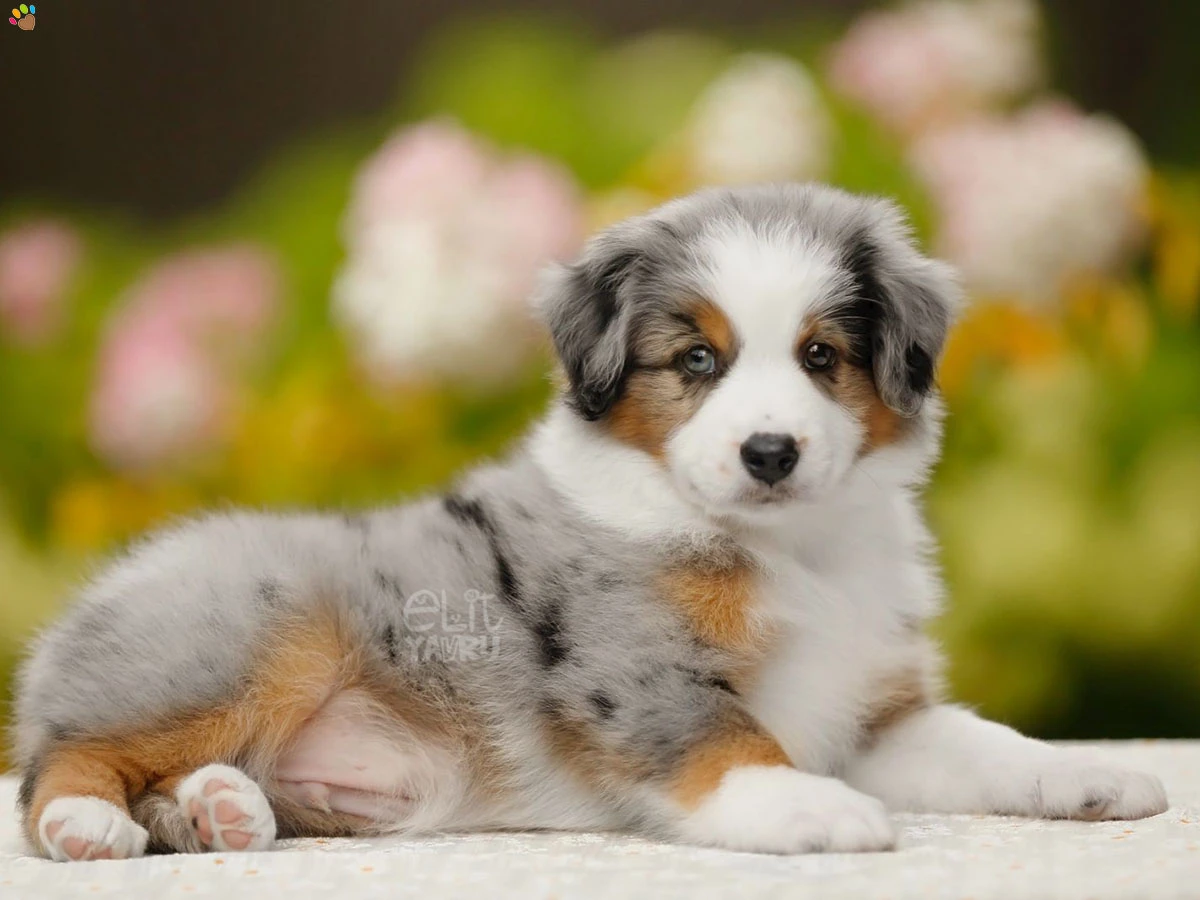 Miniature American Shepherd Ginger