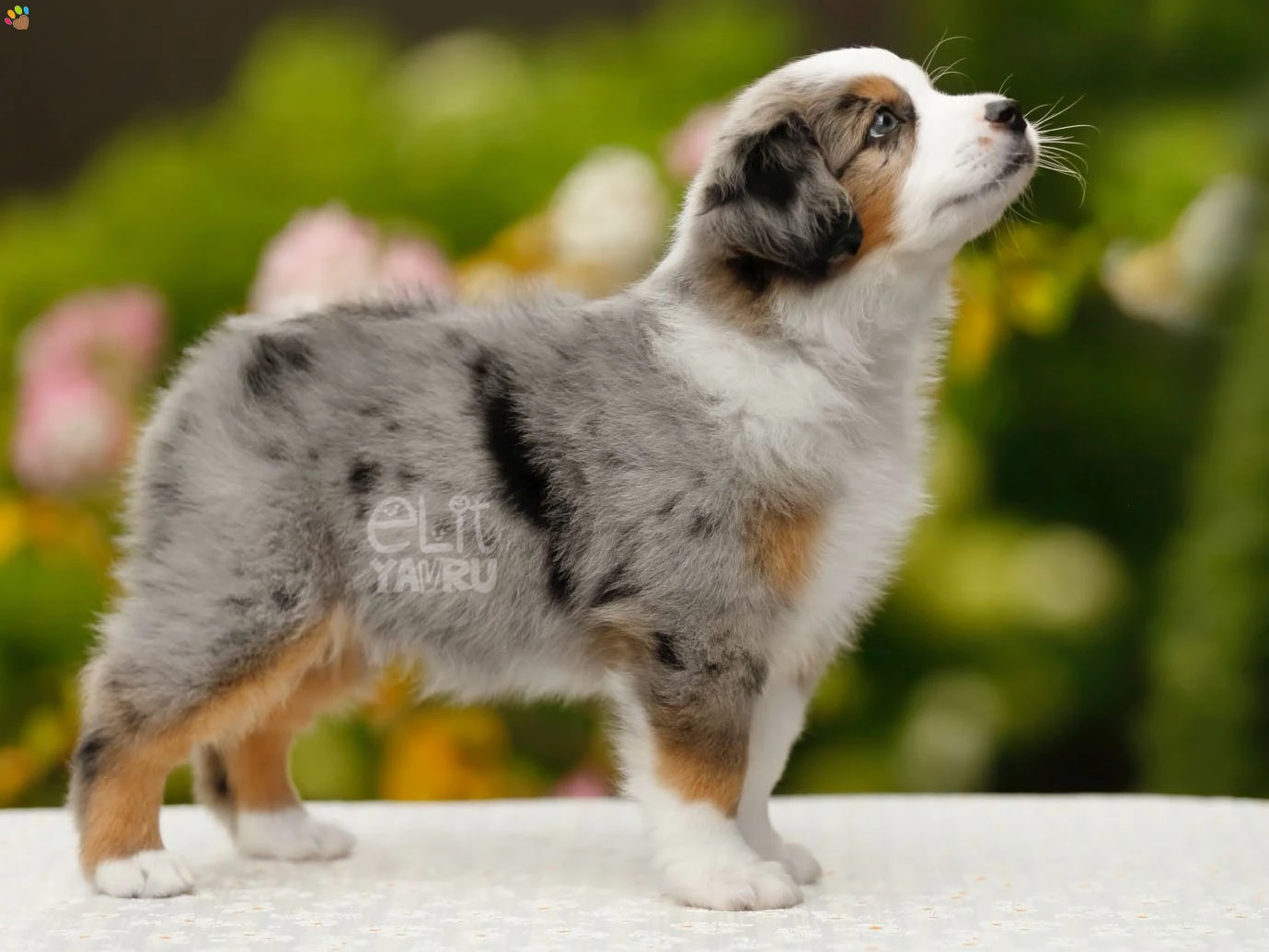 Miniature American Shepherd Ginger 1