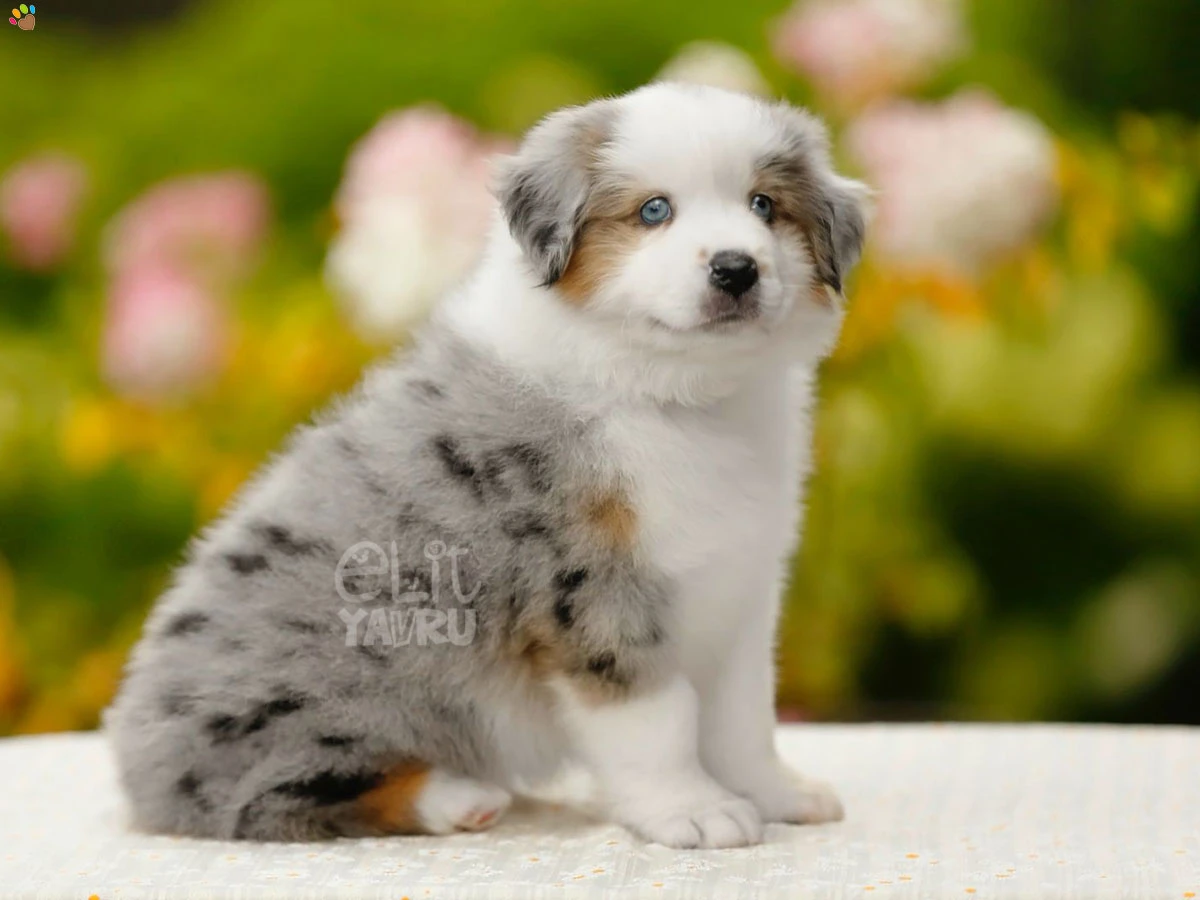 Miniature American Shepherd Grover 2