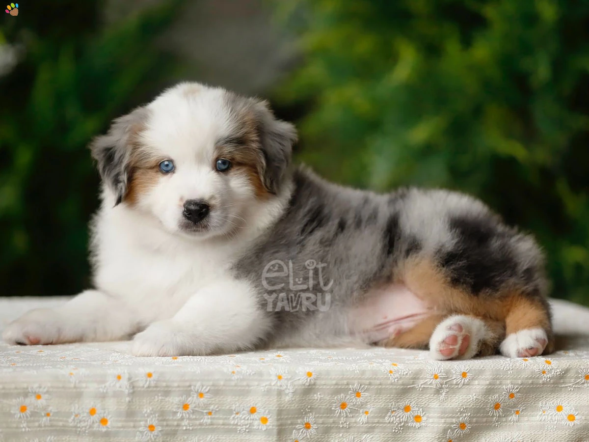 Miniature American Shepherd Grover