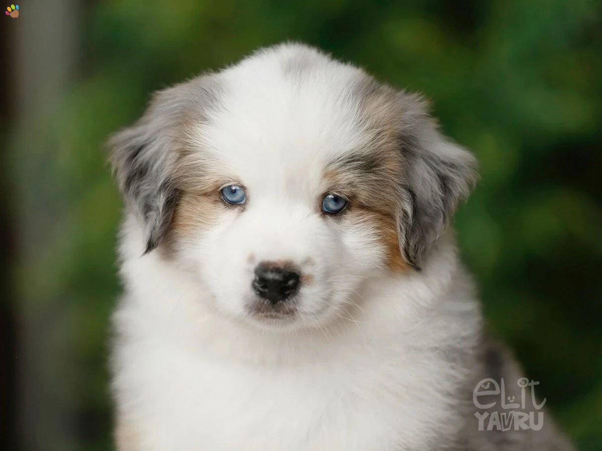Miniature American Shepherd Grover 1