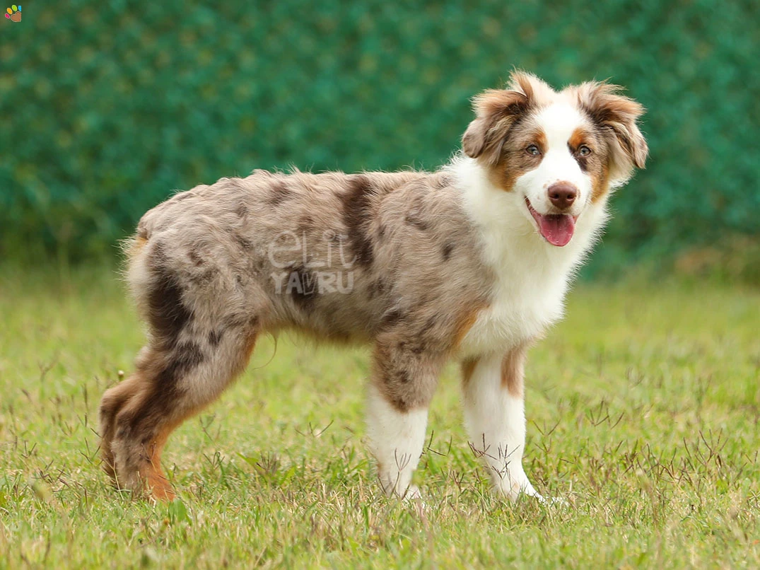 Miniature American Shepherd Hector 2
