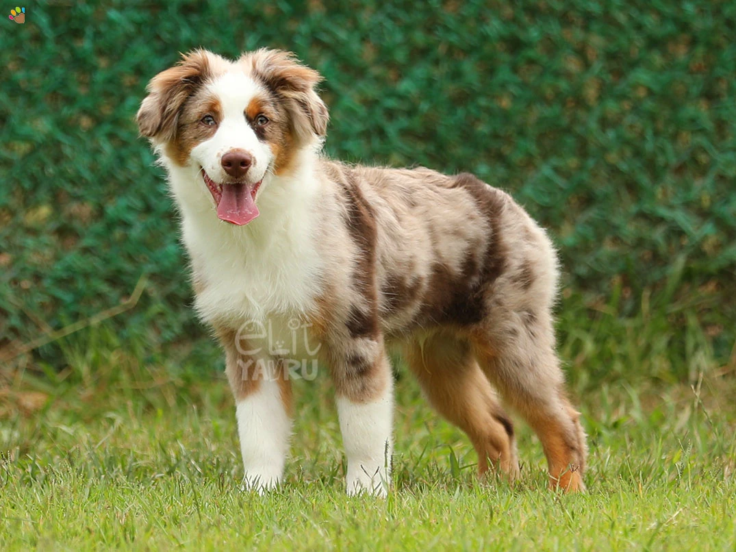 Miniature American Shepherd Hector 3