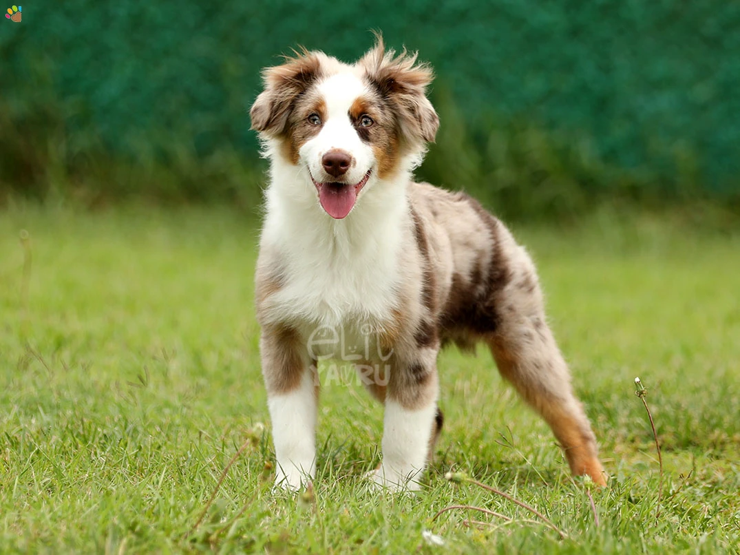 Miniature American Shepherd Hector 1