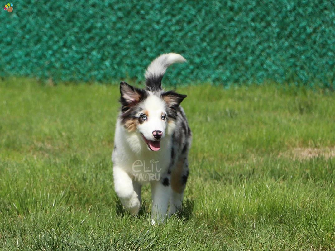 Miniature American Shepherd Henry 6
