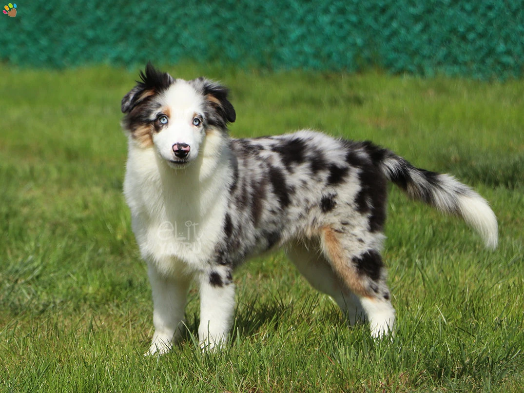 Miniature American Shepherd Henry 4