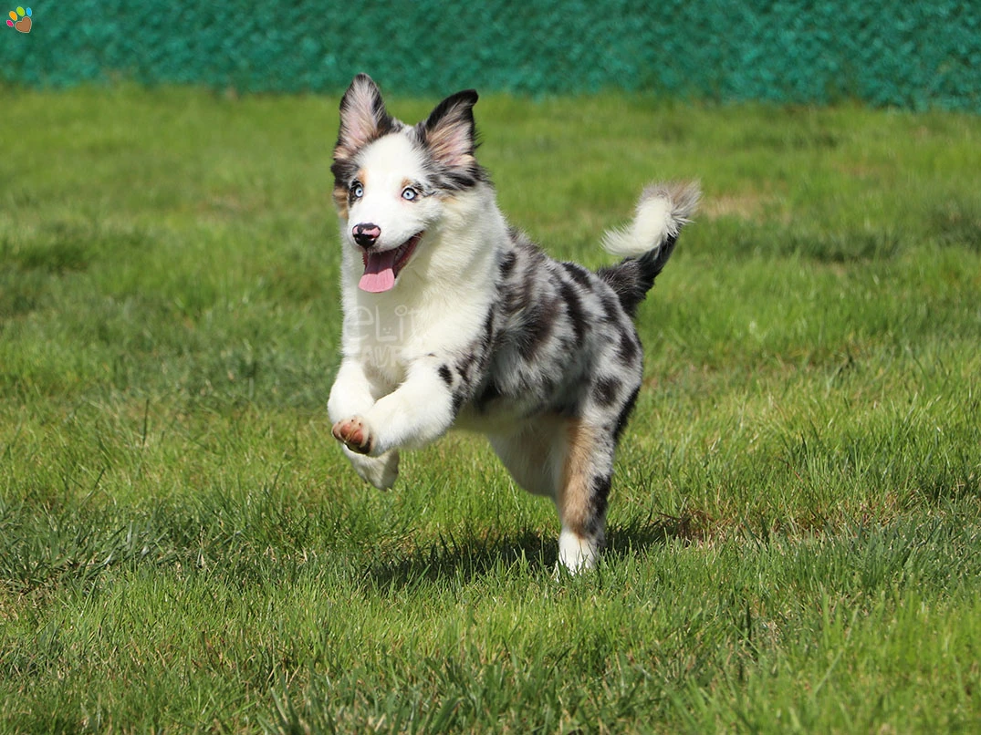 Miniature American Shepherd Henry 3