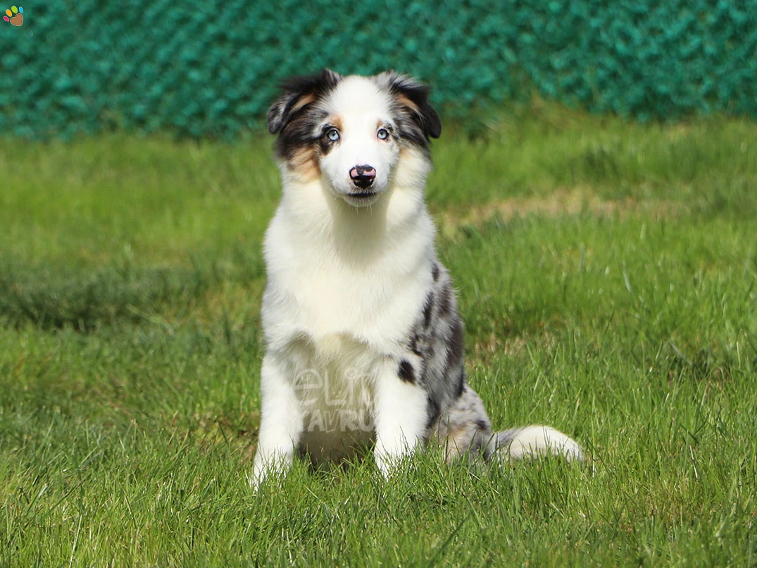 Miniature American Shepherd Henry 1