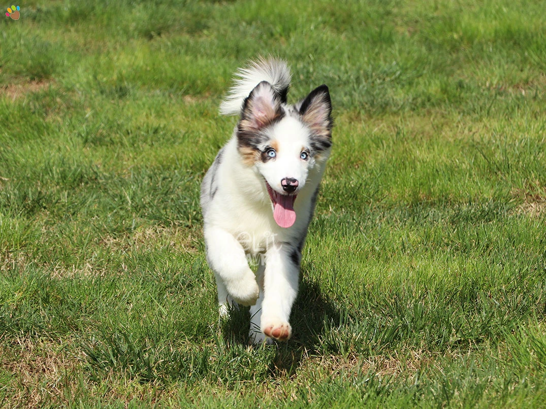 Miniature American Shepherd Henry 2