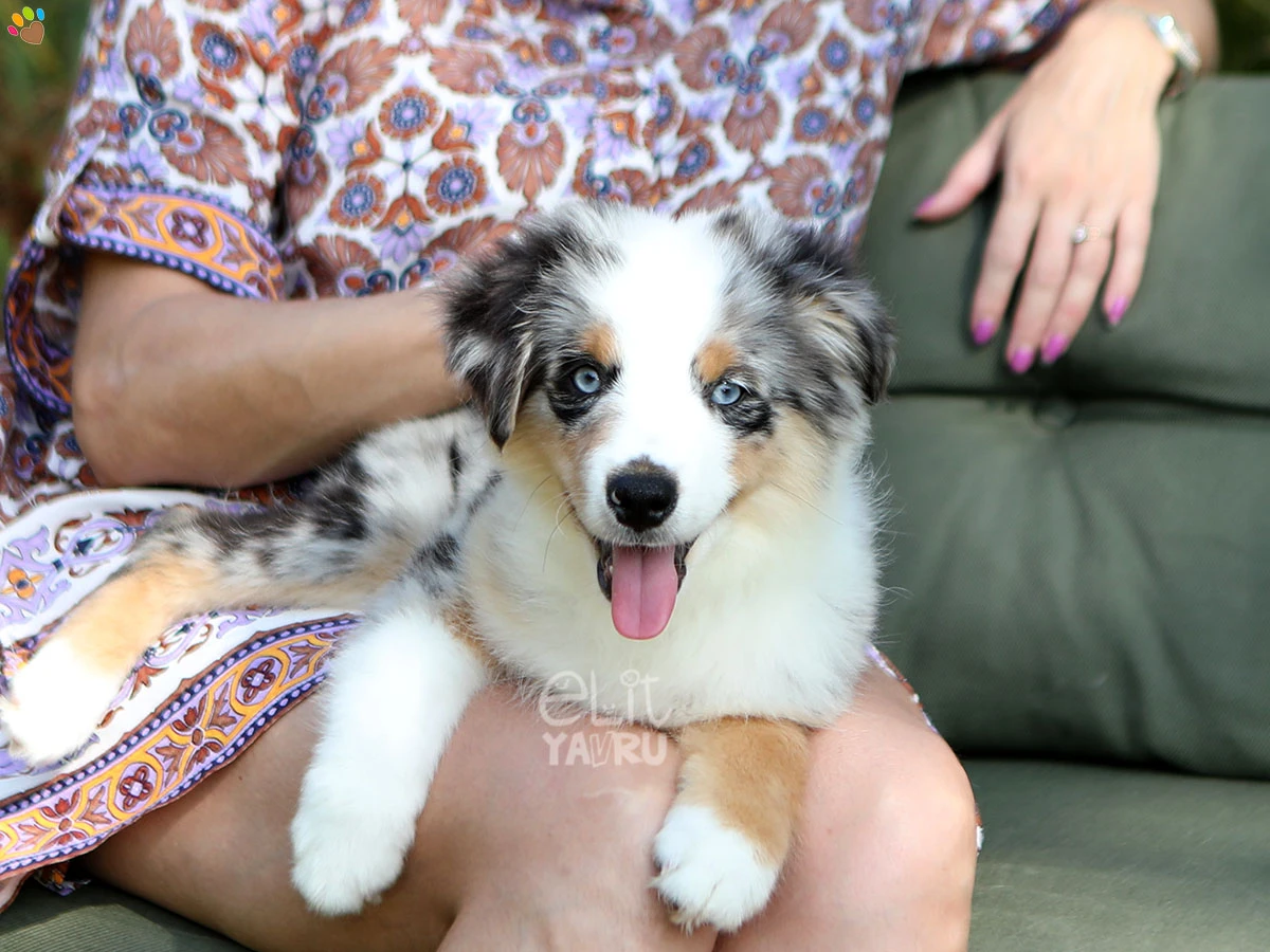 Miniature American Shepherd Hero