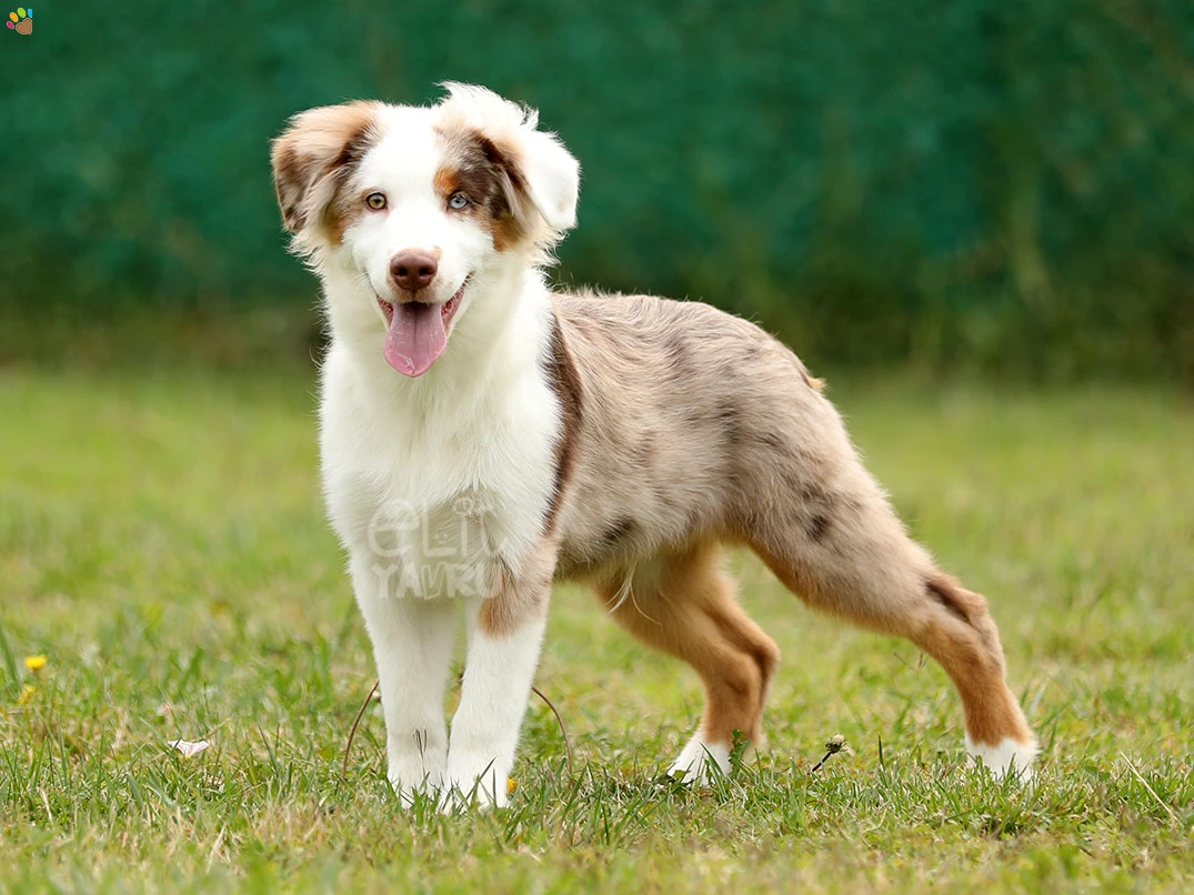 Miniature American Shepherd Hero