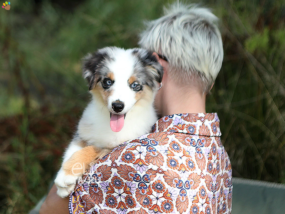 Miniature American Shepherd Hero 4