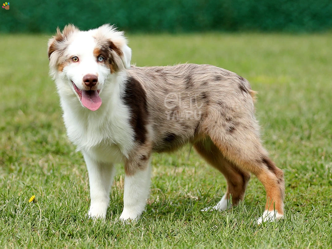 Miniature American Shepherd Hero 3