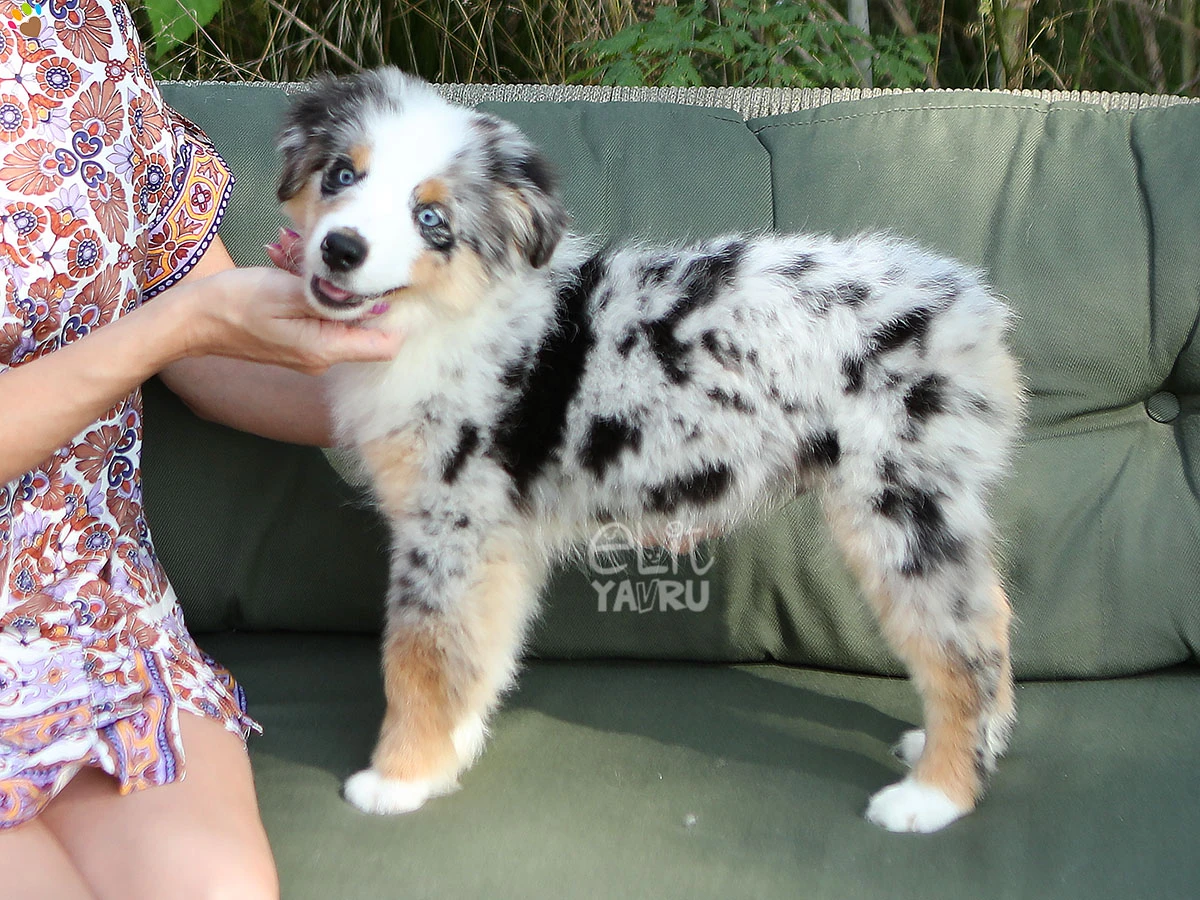 Miniature American Shepherd Hero 2